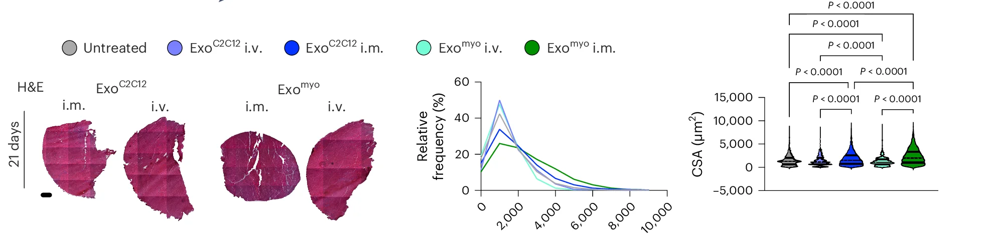 Open access visualization of Line Plot, Microscopy, Violin Plot, H&E Staining, SDH Staining