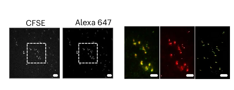 Open access visualization of Microscopy, Photo, dSTORM, Nanotubes, Exosomes