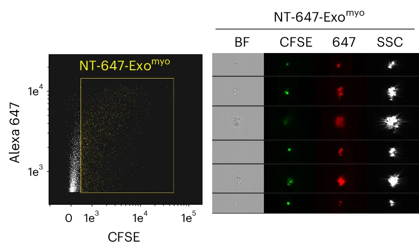 Open access visualization of Scatter Plot, Microscopy, Amnis ImageStream, Flow Cytometry, Nanotubes