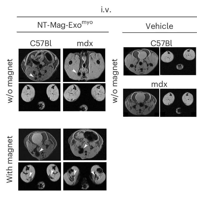 Open access visualization of Microscopy, MRI Imaging, Mice, Intravenous Injection, NT-MAG-Exo myo