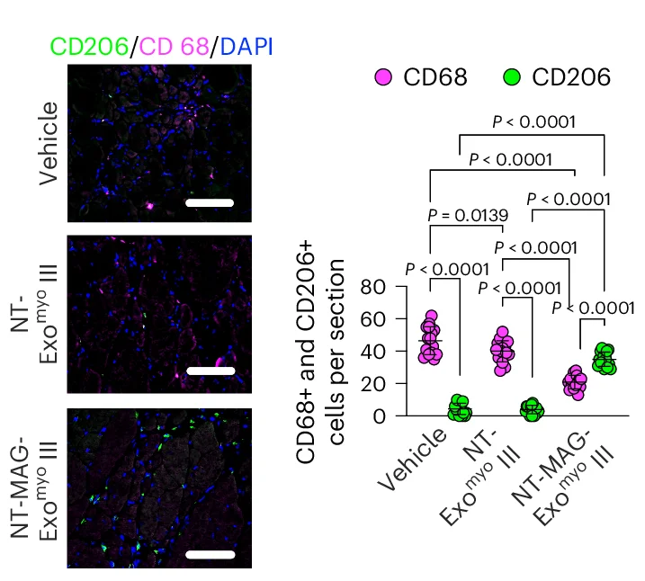 Open access visualization of Scatter Plot, Microscopy, Immunofluorescent Staining, NT-MAG-Exo myo III, NT-Exo myo III