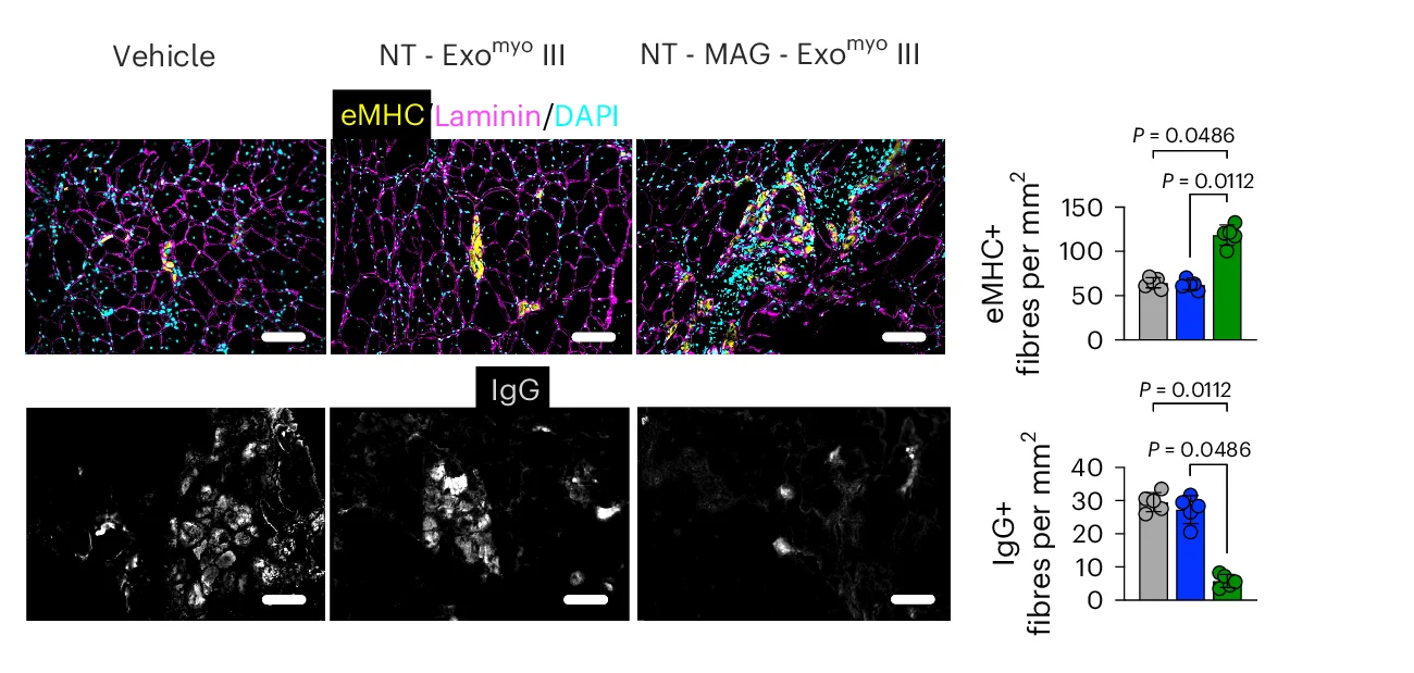 Open access visualization of Bar Plot, Microscopy, Myofibres, NT-MAG-Exo myo III, NT-Exo myo III