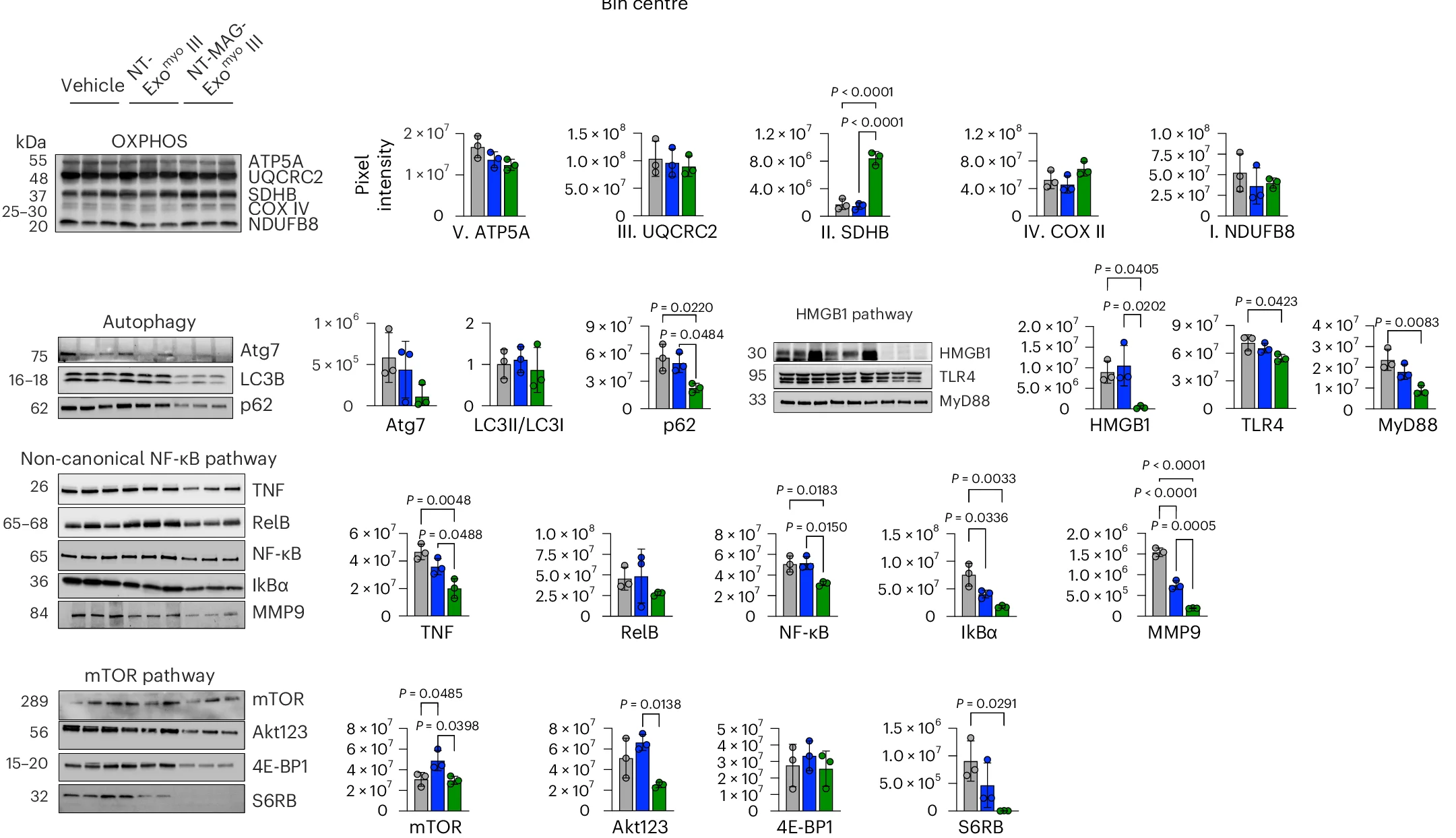 Open access visualization of Bar Plot, Error Bars, Photo, Gel, Western Blot