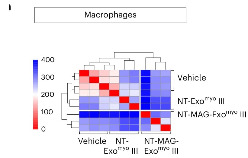 Open access visualization of Heatmap, Clustered, Gene Expression, Macrophages, Myofibres