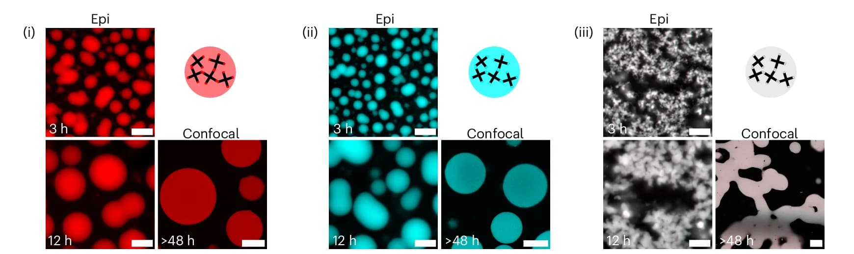 Open access visualization of Microscopy, Epifluorescence Micrographs, Confocal Micrographs, Condensate Formation, In Vitro Transcription