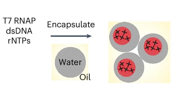 Open access visualization of Workflow, Flowchart, Illustration, MLOs, Synthetic Cells