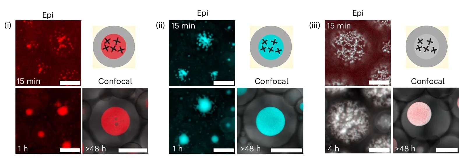 Open access visualization of Microscopy, Epifluorescence, Confocal Micrographs, MLO Formation, Synthetic Cells