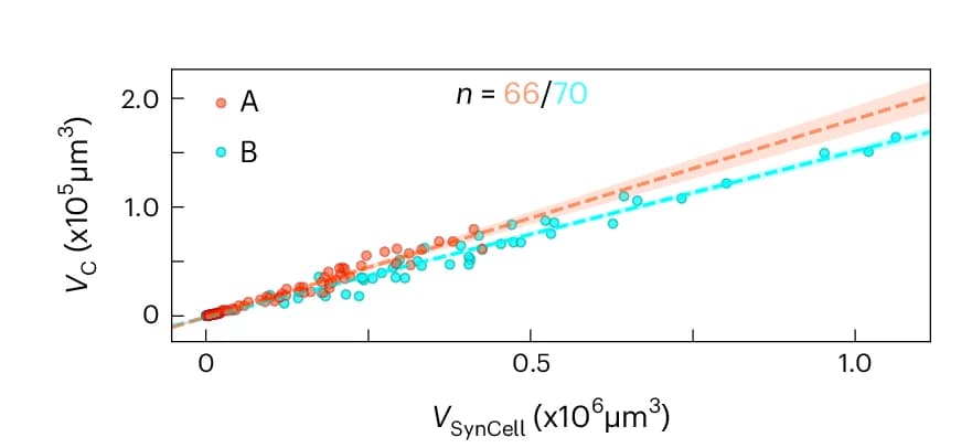 Open access visualization of Scatter Plot, Regression Plot, Condensate Volume, Synthetic Cell Volume, MLOs