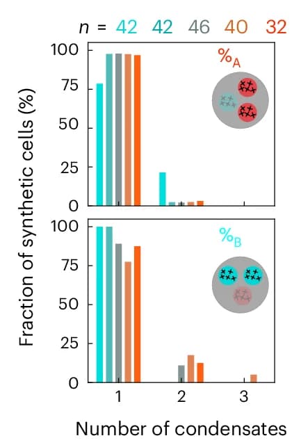 Open access visualization of Bar Plot, Clustered, Synthetic Cells, MLOs