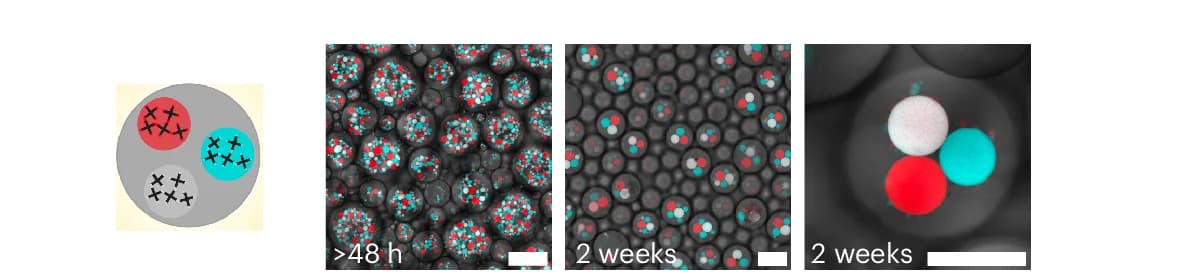 Open access visualization of Microscopy, Illustration, Confocal Micrographs, Synthetic Cells, MLOs