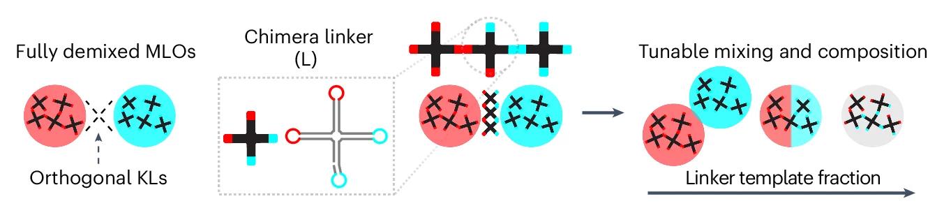 Open access visualization of Workflow, Illustration, Chimeric RNA, Linker Nanostars, RNA