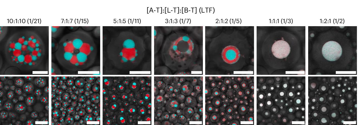 Open access visualization of Microscopy, Confocal Micrographs, Synthetic Cells, Nanostars, DNA