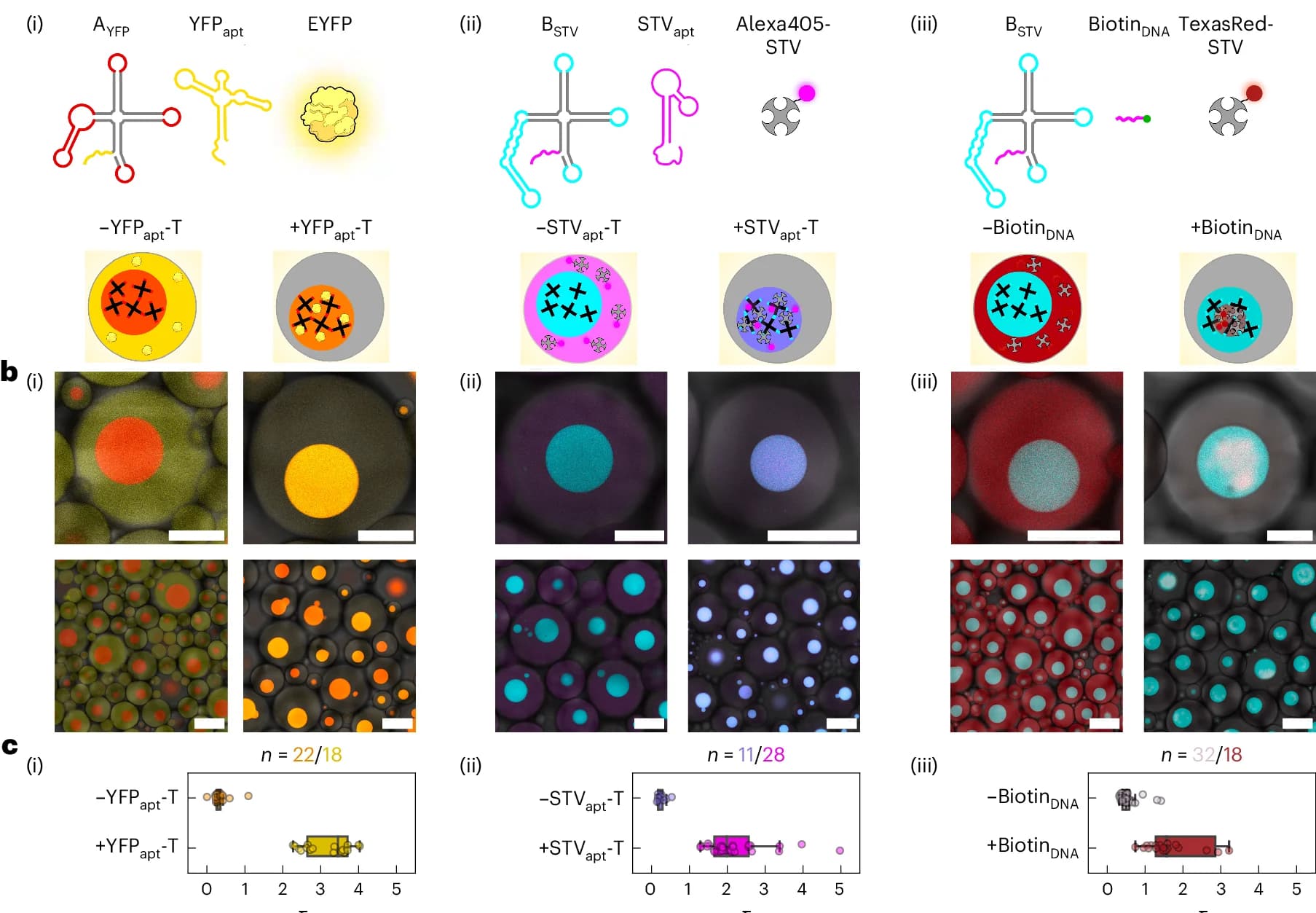 Open access visualization of Microscopy, Box Plot, RNA Nanostar, Protein Binding, YFP aptamer
