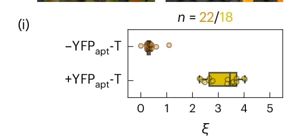Open access visualization of Box Plot, Scatter Plot, Protein Partitioning, Confocal Micrographs, Fluorescence Signal