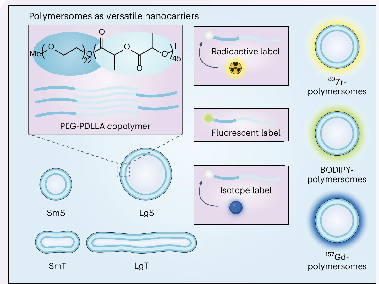 Open access visualization of Illustration, Chemical Structure, Polymersomes, PEG-PDLLA, Bilayered Vesicles