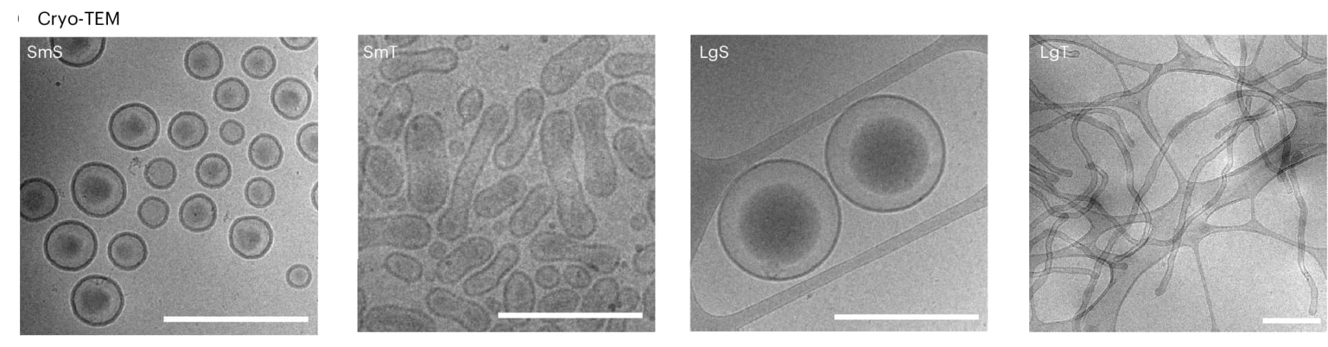 Open access visualization of Microscopy, Cryo-TEM Micrographs, BODIPY-Labelled Polymersomes, Dialysis Fluids, Polymersome Topologies