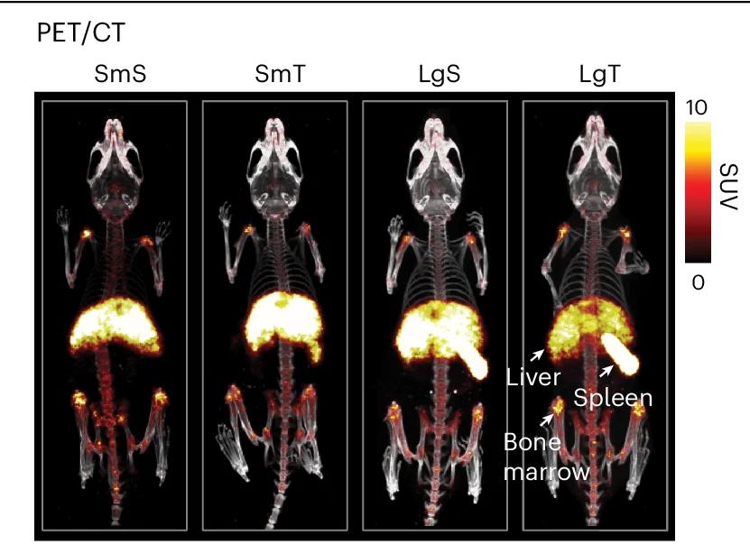 Open access visualization of Microscopy, PET Images, Intravenous Administration, 89Zr-polymersomes, Tail Vein Injection