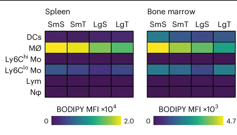 Open access visualization of Heatmap, Uptake, Intravenous Administration, BODIPY-polymersomes, Immune Cells