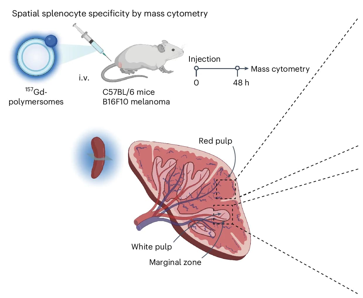 Open access visualization of Workflow, Illustration, Mass Cytometry, Splenocyte, Specificity