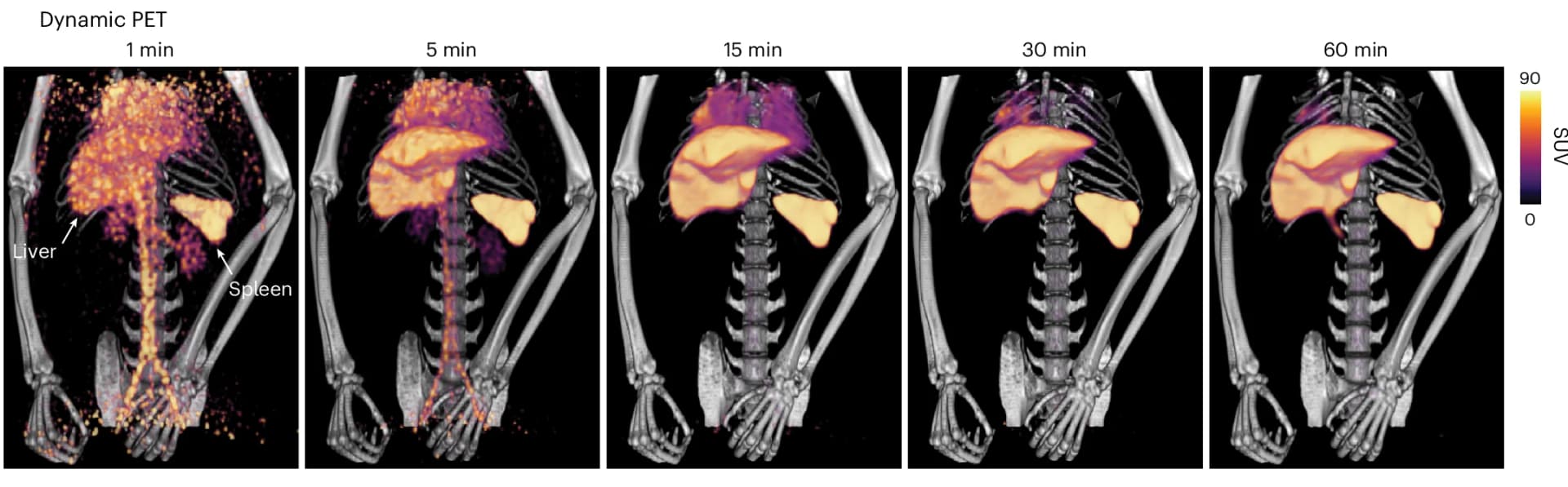 Open access visualization of Microscopy, PET/CT images, Spleen, Liver, beta-glucan-polymersomes