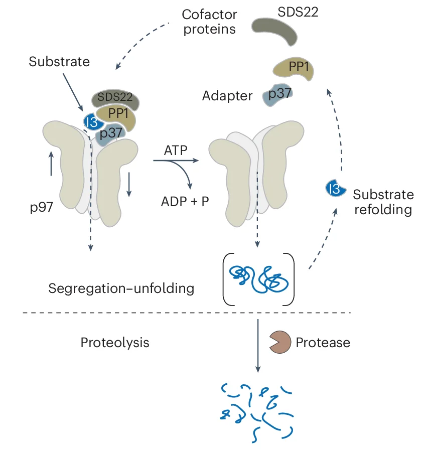 Open access visualization of Workflow, Illustration, Biocatalytic Reactions, Substrate Segregation, Substrate Proteolysis