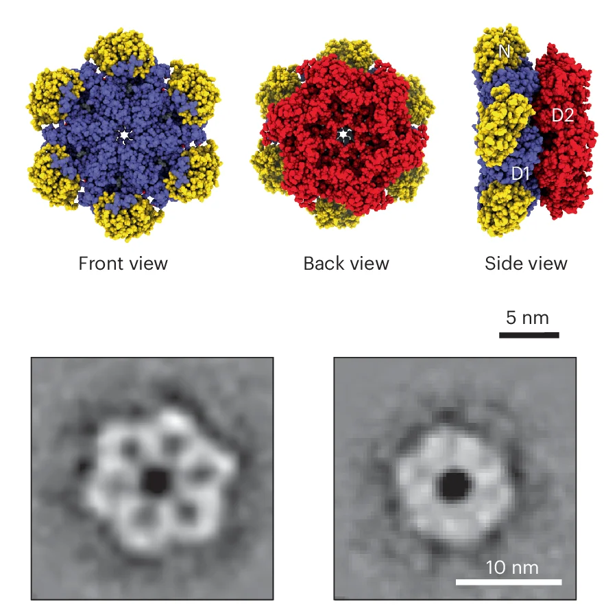 Open access visualization of Protein Structure, Microscopy, p97 Hexamer, Resting State, N Domains