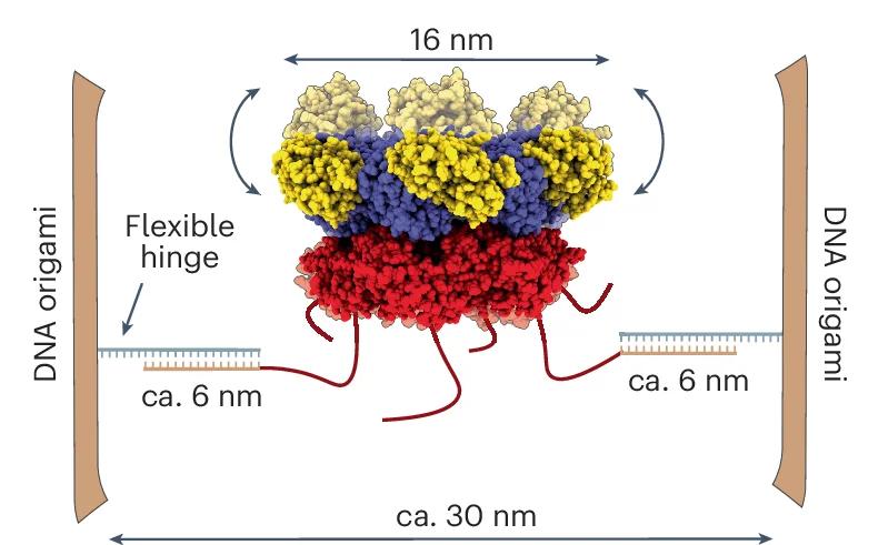 Open access visualization of Illustration, Chemical Structure, DNA Origami, p97 Protein, Protein Immobilization