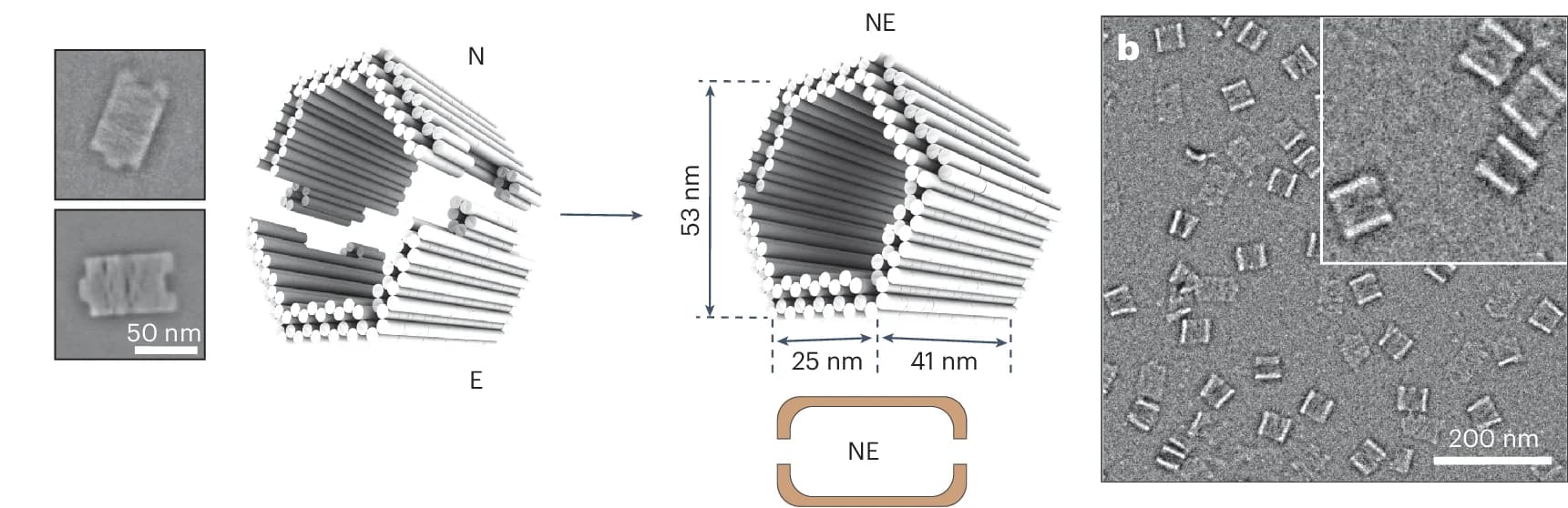 Open access visualization of Microscopy, Illustration, NE Compartment, Hybridization