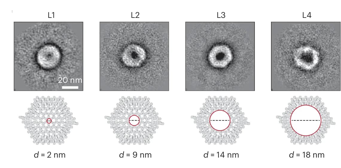 Open access visualization of Microscopy, Illustration, Lid, Central Pore
