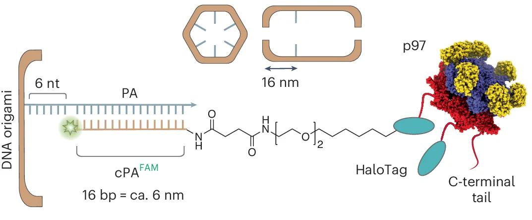 Open access visualization of Workflow, Illustration, Chemical Structure, p97, HaloTag