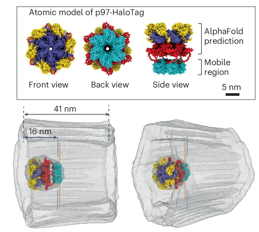 Open access visualization of Protein Structure, p97, HaloTag, AlphaFold2, Atomic Model