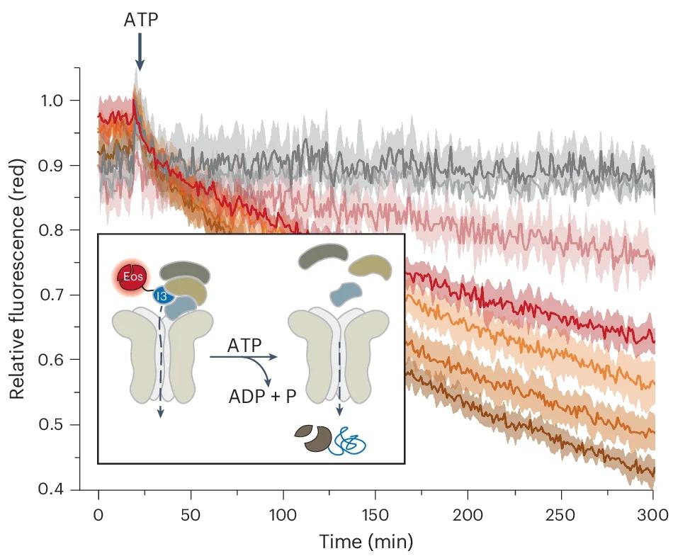 Open access visualization of Line Plot, Error Bars, Workflow, p97 Unfolding Activity, Fluorescence Signal