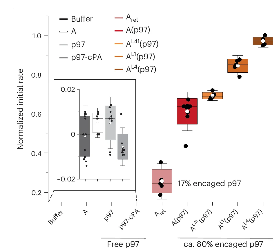 Open access visualization of Box Plot, Scatter Plot, Normalized Initial Rates, Technical Replicates, Biological Replicates