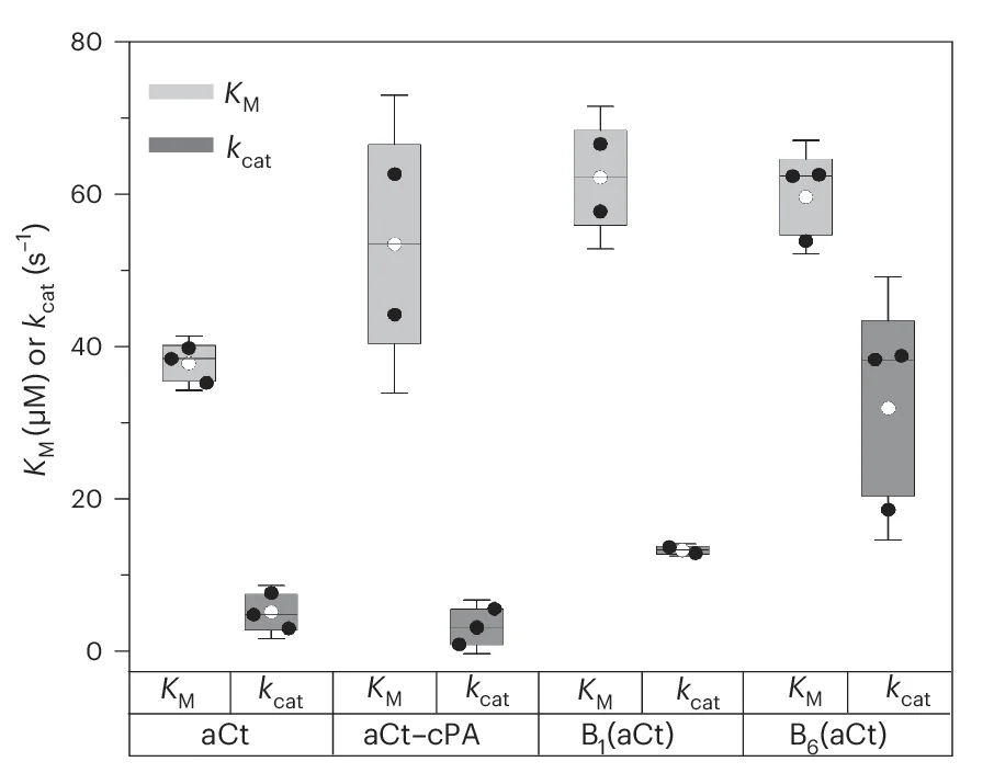 Open access visualization of Box Plot, Michaelis-Menten Parameters, Proteolytic Degradation, aCt, aCt-cPA Conjugate