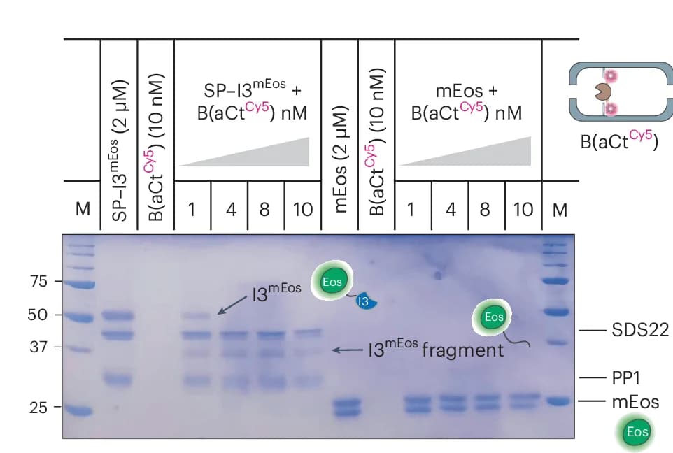 Open access visualization of Gel, SDS PAGE, Proteolytic Digestion, Green mEos, I3