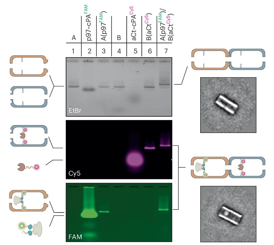 Open access visualization of Gel, Illustration, Microscopy, p97, aCt