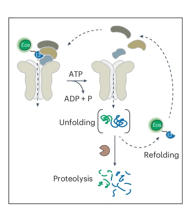 Open access visualization of Workflow, Flowchart, Illustration, Substrate Unfolding Assays, Green Fluorescent Protein
