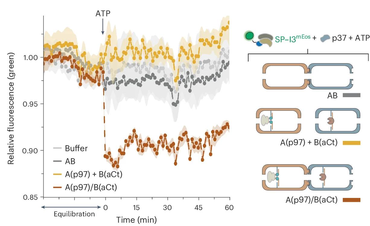 Open access visualization of Line Plot, Error Bars, Illustration, Time-Course Profiles, Biological Replicates