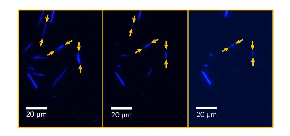 Open access visualization of Microscopy, Fluorescence Microscopy, Microcrystals, Basic Hydrolysis