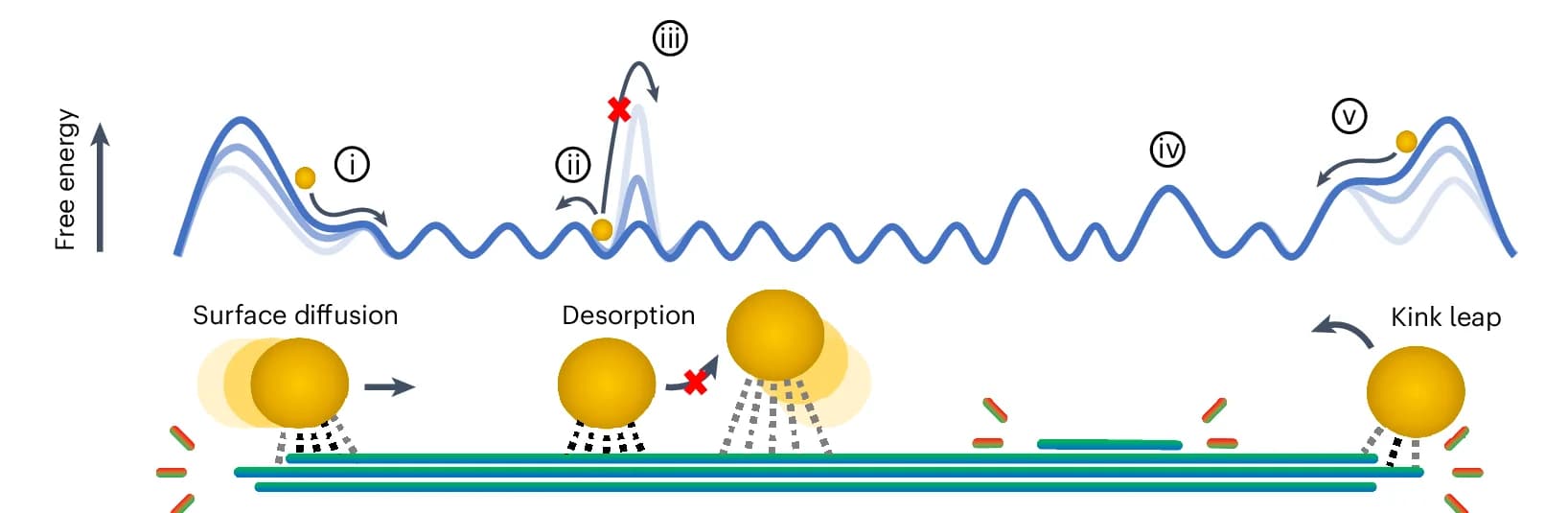 Open access visualization of Workflow, Illustration, Line Plot, Surface Diffusion, Free-Energy Landscape