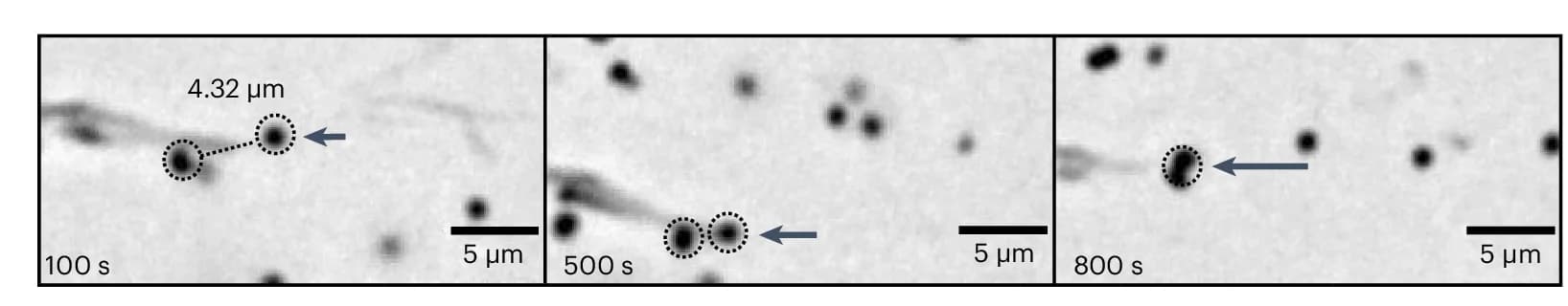 Open access visualization of Microscopy, Fiber Disassembly, Beads