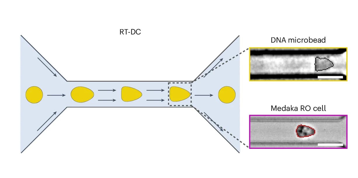 Open access visualization of Workflow, Illustration, Microscopy, Photo, RT-DC