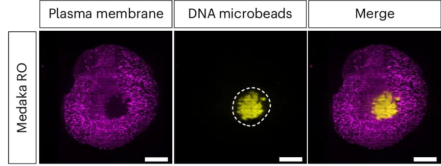 Open access visualization of Microscopy, Light Sheet Fluorescence Microscopy, Plasma Membrane, RO, DNA Microbeads