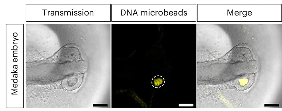 Open access visualization of Microscopy, Transmission Image, Medaka Embryo, DNA Microbead Microinjection, Retina