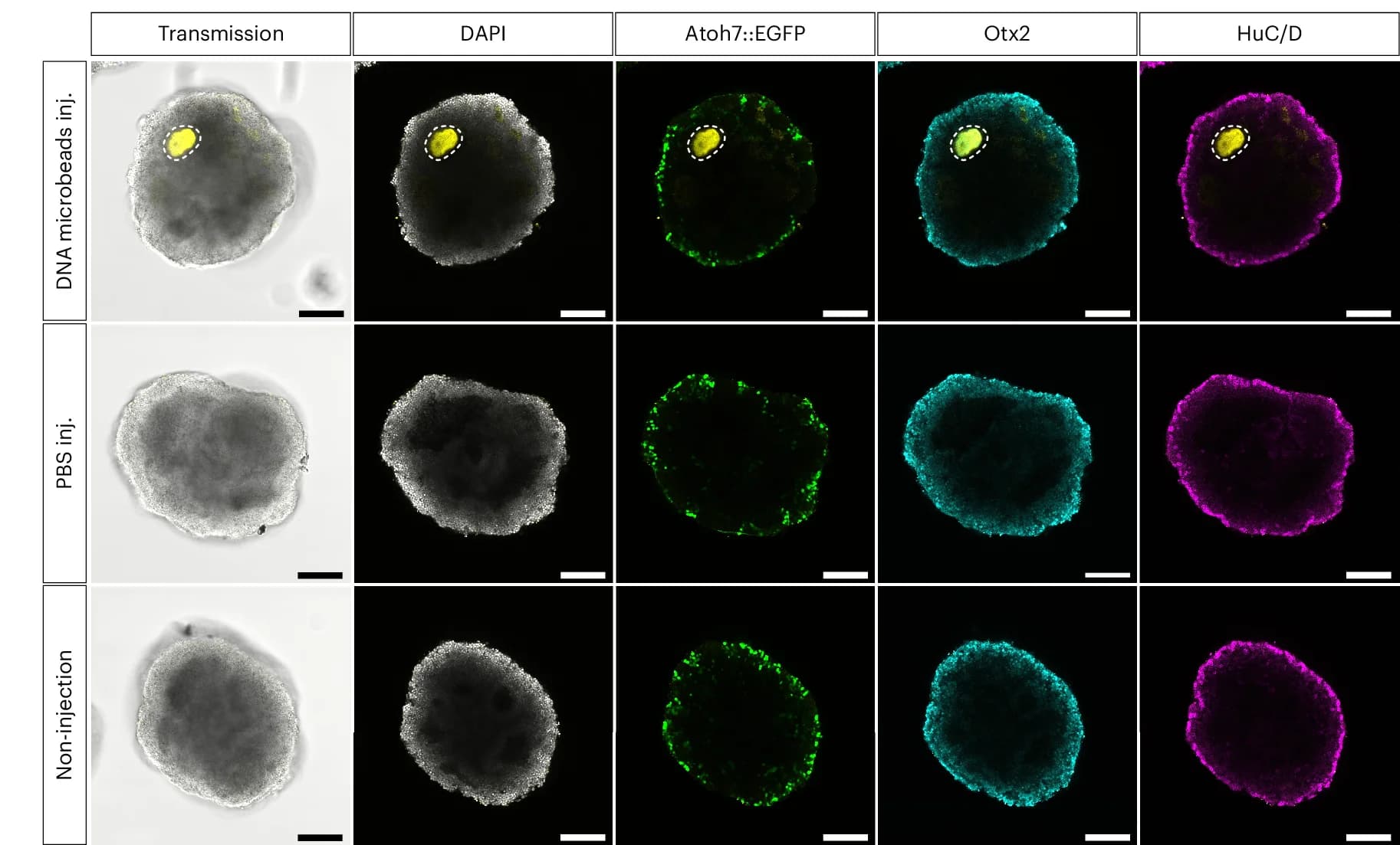 Open access visualization of Microscopy, Confocal Images, Antibody Staining, RO, DAPI