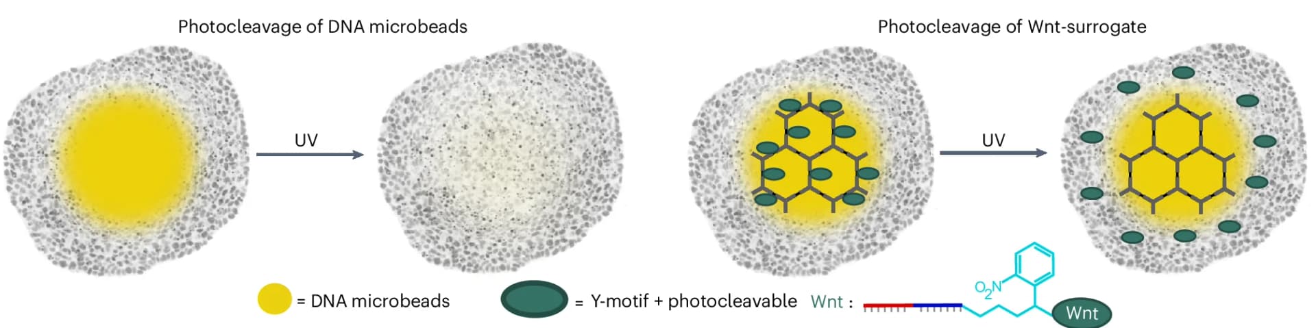 Open access visualization of Workflow, Illustration, Chemical Structure, DNA Microbeads, Photocleavage