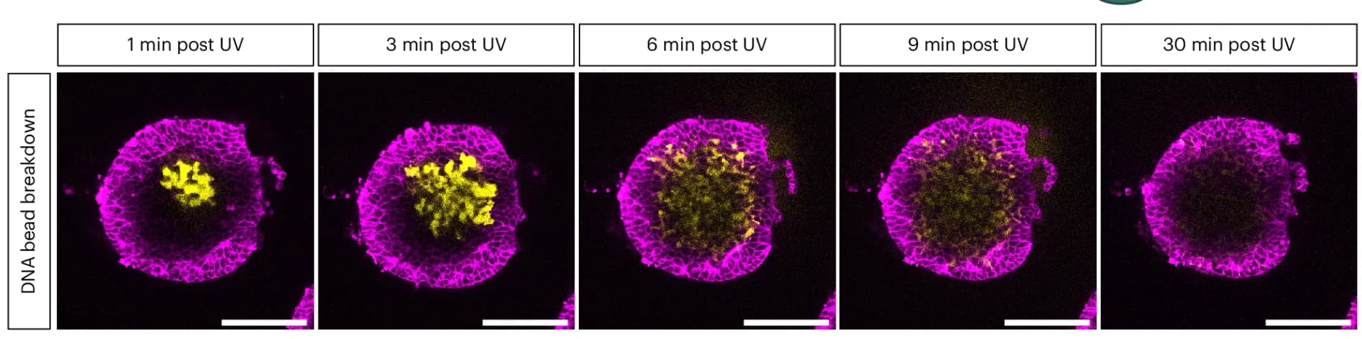 Open access visualization of Microscopy, Time-Lapse Imaging, Confocal Imaging, DNA Microbeads, Photocleavage