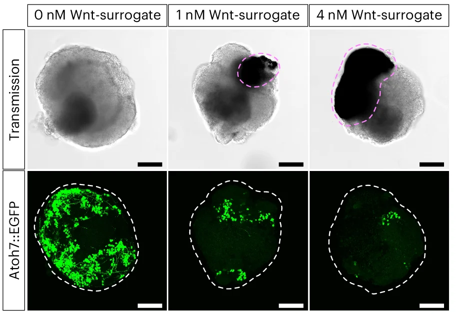 Open access visualization of Microscopy, Confocal Transmission, Maximum Intensity, Z-Projection, Atoh7::EGFP