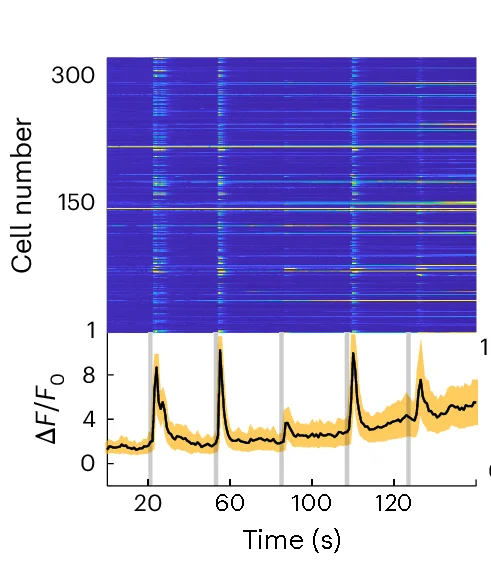 Open access visualization of Line Plot, Heatmap, Error Bars, GCaMP6s Fluorescence, MF Epochs