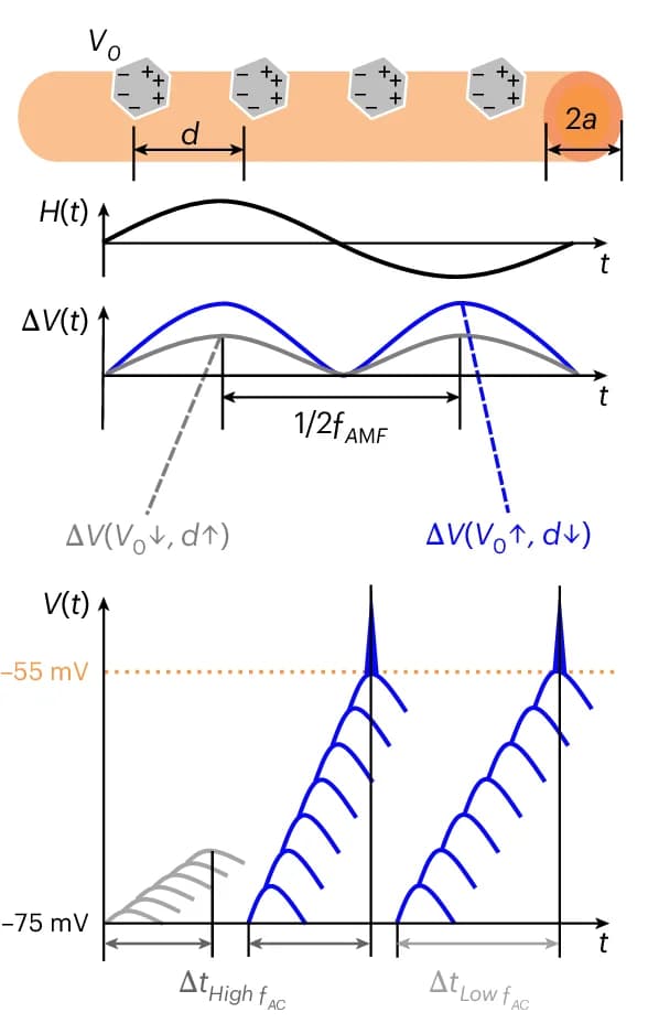 Open access visualization of Line Plot, Stimulation Mechanism, MEND Particles, Cell Radius, Membrane Potential